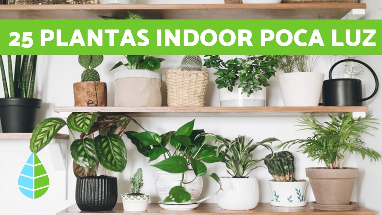 25 PLANTAS de INTERIOR RESISTENTES con POCA LUZ - thptnganamst.edu.vn