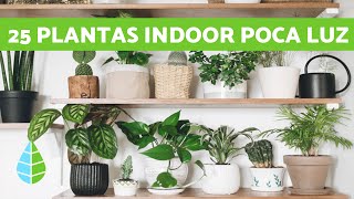 +25 PLANTAS de INTERIOR RESISTENTES con POCA LUZ