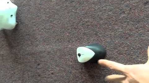 Finch + Robot - Feature 3