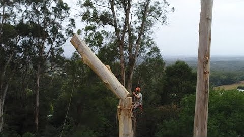 Epic Drone Tree Removal