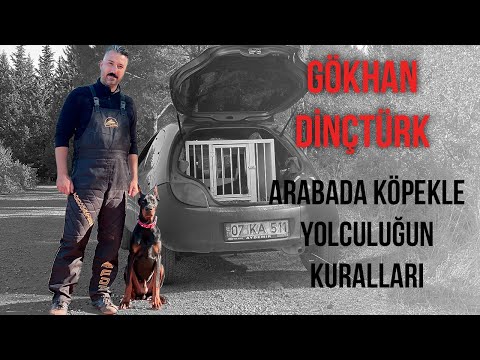 Video: Köpek Araba Koltukları Ve Emniyet Kemerleri: Yavrularını Güvende Tutabilirler Mi?