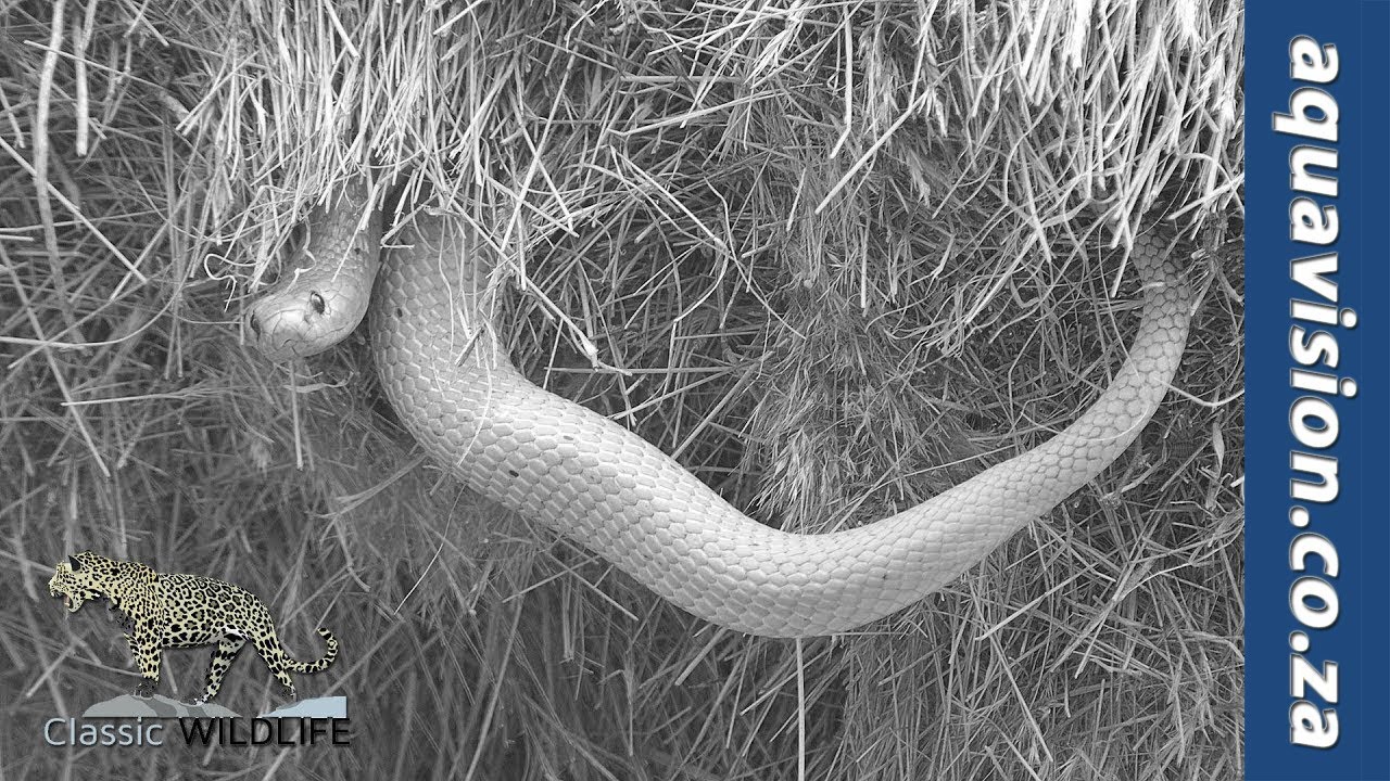 Cape cobra raiding a sociable weavers nest | Wildlife Sightings 