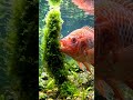 Gak Nyangka! Begini Cara Ikan Nila Makan !!  #fish