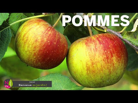 Vidéo: Que sont les pommes Golden Delicious : informations sur les pommiers Golden Delicious