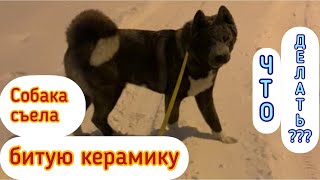 Собака проглотила осколок, битое стекло, керамику! Помощь, что делать?