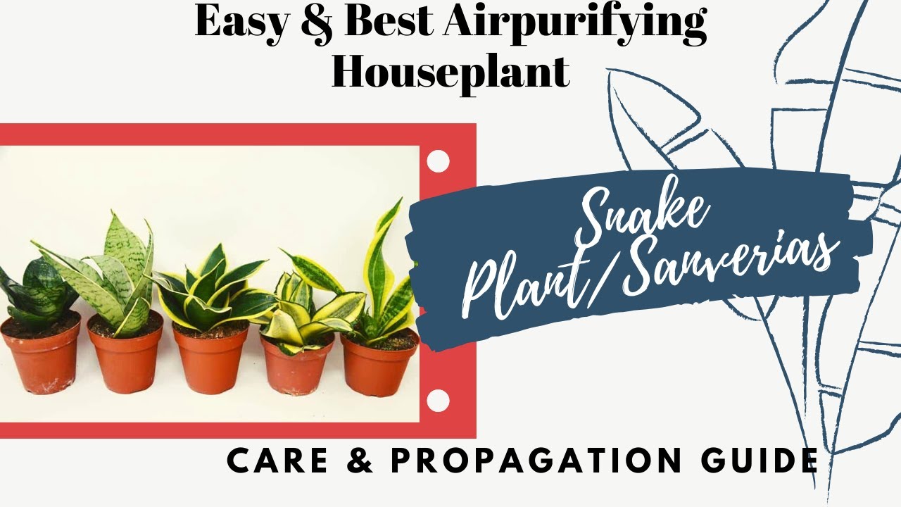 SNAKE PLANT || SANSEVERIA || TOTAL CARE, BENEFITS, PROPAGATION,VARIETY