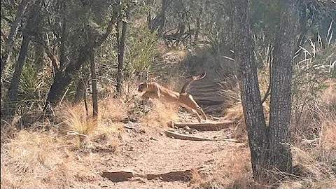 Mountain Lion Hunts Deer