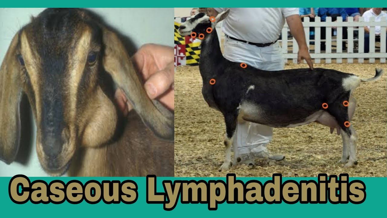 KGF Caseous Lymphadenitis In Goats YouTube KGF Caseous Lymphadenitis In Goats YouTube