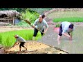Rice Farming: “Rice Planting Journey: Weeding, Levee Building &amp; Paddy Transplanting”