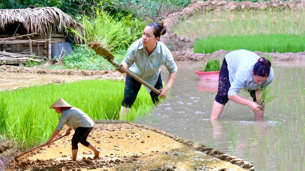Rice Farming: “Rice Planting Journey: Weeding, Levee Building & Paddy ...