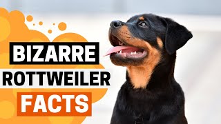 9 Facts about Rottweilers You Didn’t Know!