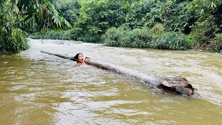 Agricultural vehicles transporting wood in the countryside - this is the full video of the girl.