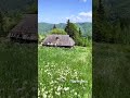 Красиві мої Карпати Shorts 