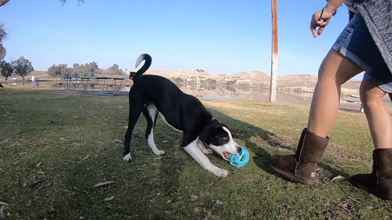 Panda's POV // 02.09.18 Doggocam