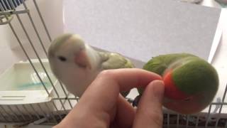 Lovebird kisses and crooning