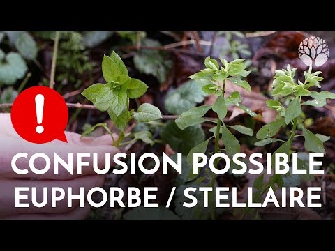 Vidéo: Euphorbe Des Jardins