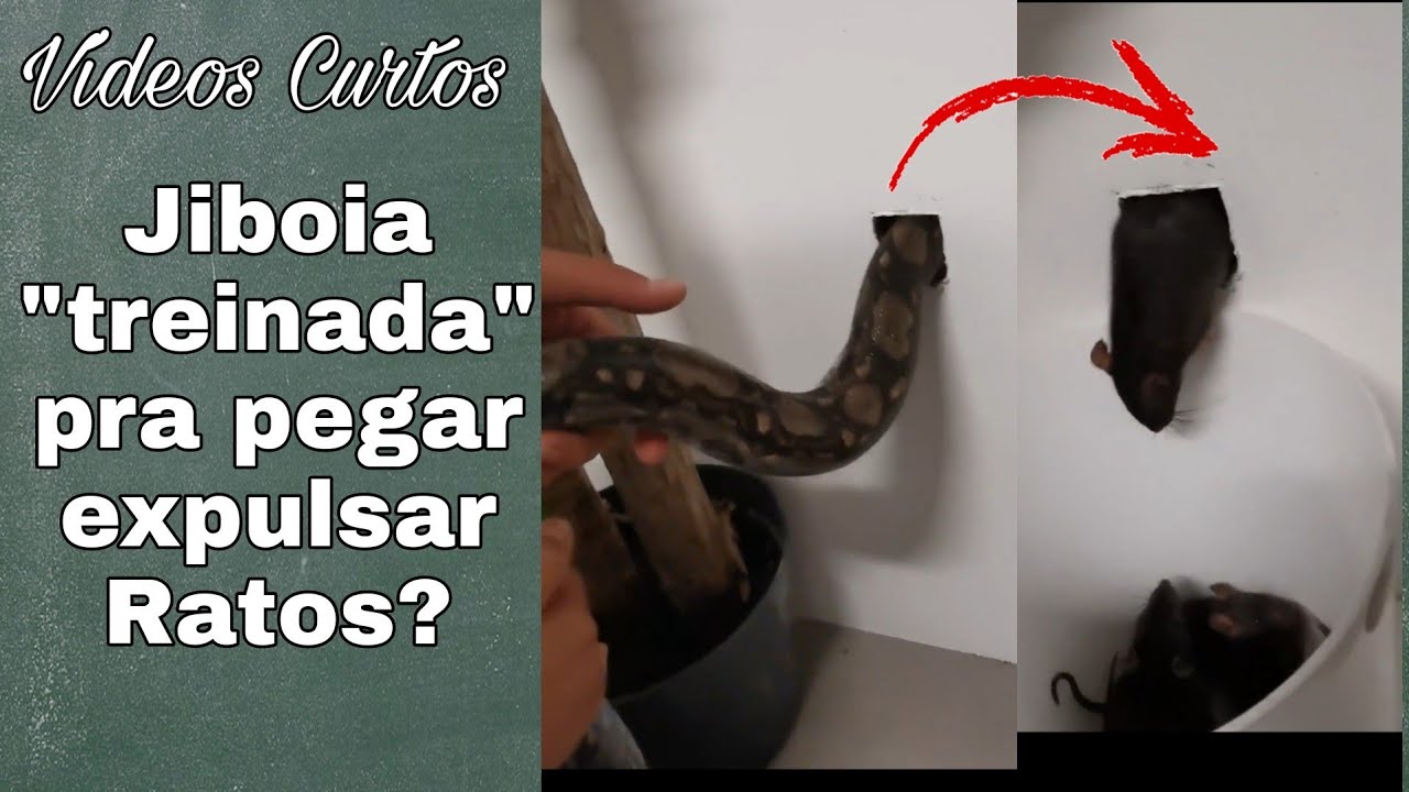 Jiboia Treinada para Caçar Ratos? | Shorts | Biólogo Henrique