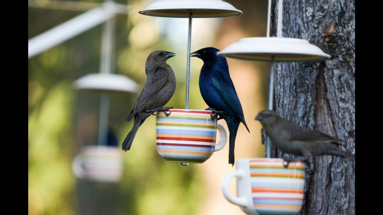 11-ideias-para-atrair-p-ssaros-e-decorar-o-seu-jardim-youtube