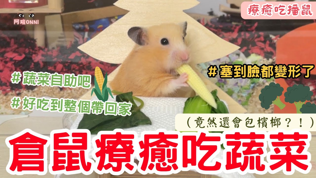 可愛黃金鼠吃蔬菜～好吃到坐不住啦！！