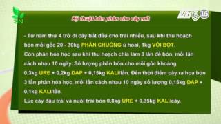 Kỹ thuật bón phân cho cây mít