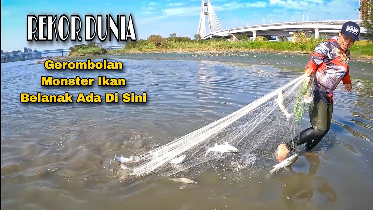 REKOR DUNIA...!!! Jala Ikan Di Muara Dapat Gerombolan Monster Belanak / Best Net Fishing