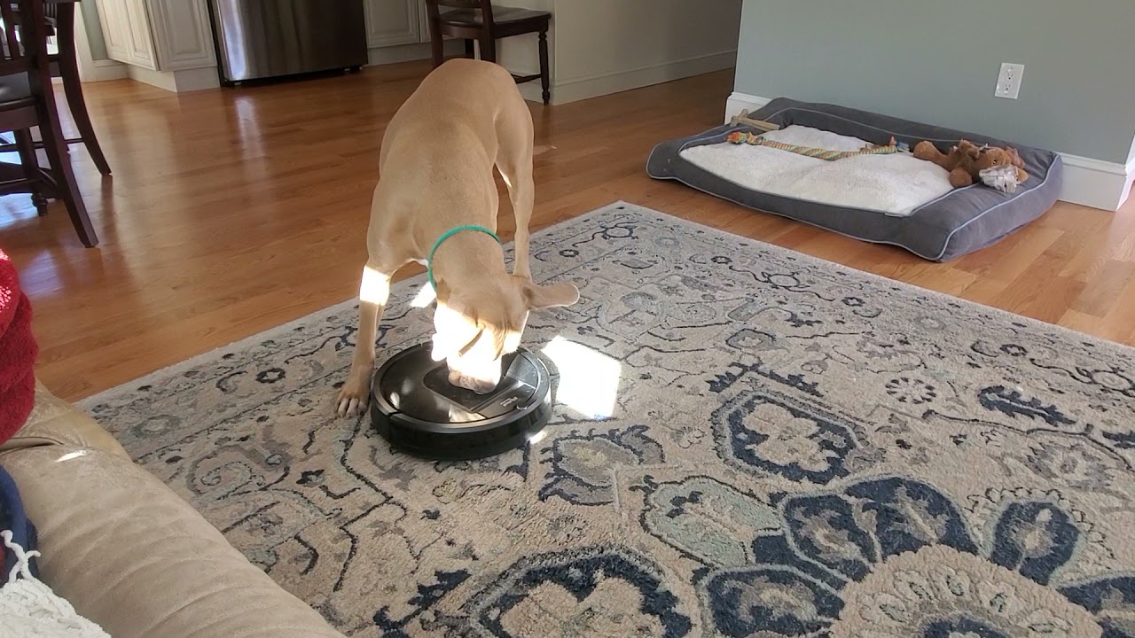 Dog doesn't appreciate Roomba