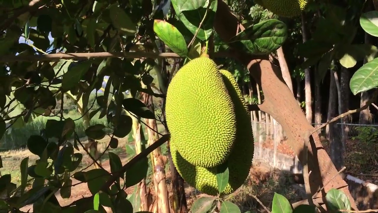 Advantages and disadvantages of jackfruit