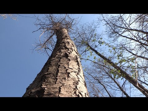 Videó: Kőrisfákat kell ültetni?