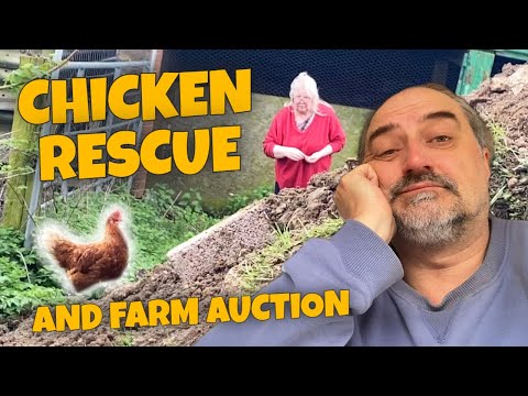 Chicken Rescue and Farm Auction 🐔 #vanlife