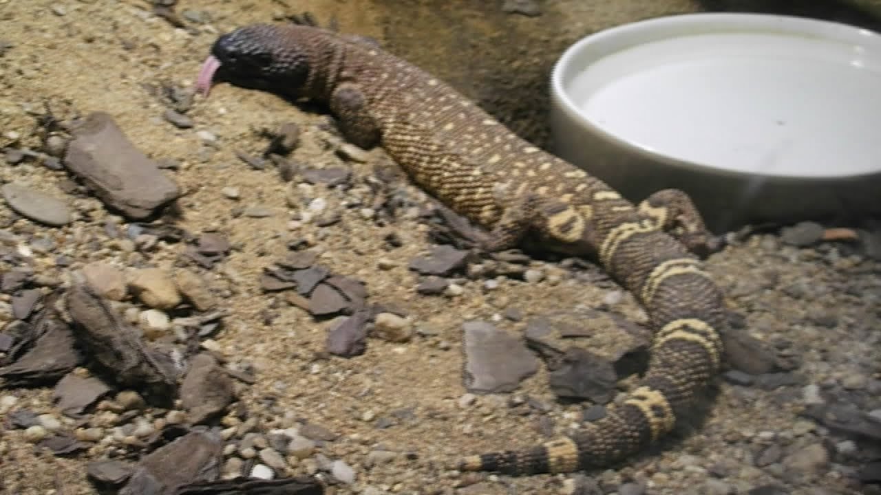 Beaded Lizard trio (Heloderma horridum) in Zoo Ústí nad Labem (Korovec mexický) [Inferion7]
