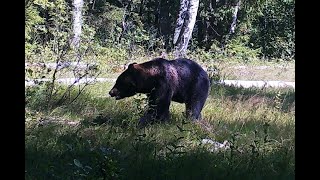 картинка: Охота на медведя на приваде. Ожидание трофея.