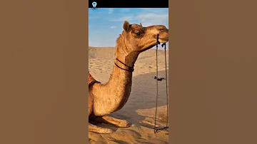 ابو ذر الغفاري وهمته في اللحاق برسول الله 