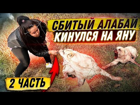 Видео: Как спасти животное, сбитое машиной (с иллюстрациями)