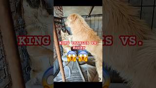 King Charles Vs. Rocky