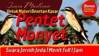 Masteran Pentet Monyet jernih materi besetan kasar dan rapat