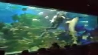 Shark Dance with the man Fish Aquarium videos Fish video