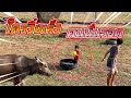 🔥ควายหลุดเกือบวิ่งชนบัวบาน 🔥 The buffalo almost fell off and hit the lotus [FADSIAM]