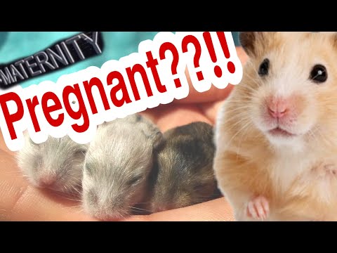 How to know that your hamster is pregnant