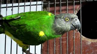 ringneak breeder pairs looking for new home #ringneckparrot #rawparrots #rehoming #viral