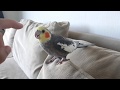 Charlie the Talking Cockatiel Moments!