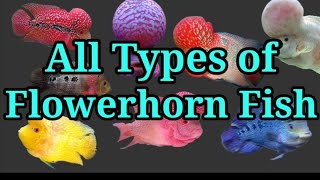 All Types of Flowerhorn Fish / #7