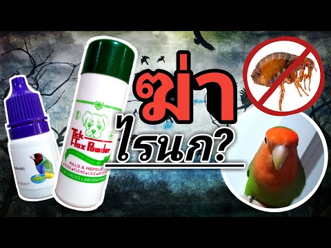 ไรนก​ รักษายังไง? ​