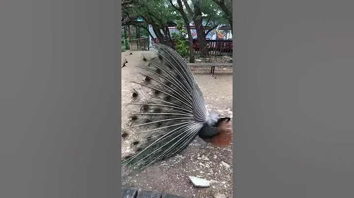 Peacock Mating Dance