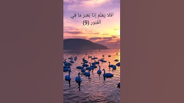 سورة العاديات بصوت الشيخ أحمد العجمي🌼🖤