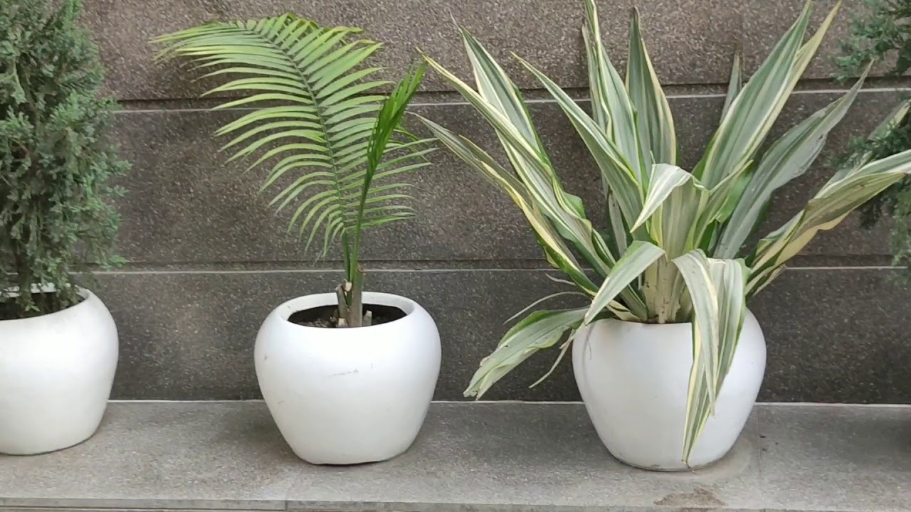 Beautiful plants in my home | Enjoy nature