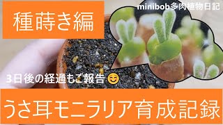 【多肉植物】うさ耳モニラリア育成記録♡種蒔き編❣【5】