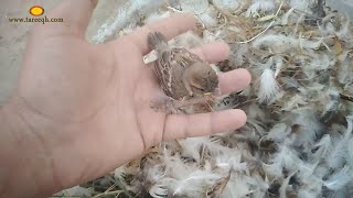 العصافير البلدي مش سايبه غطاء الحله فى حاله house sparrow house sparrow nest birds