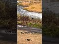【心霊映像2025】最恐スペシャル  #shorts   #怖すぎる