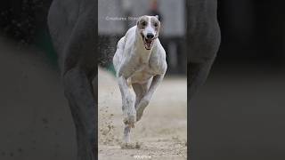 Amazing Greyhounds: Speed Demons of the Dog World