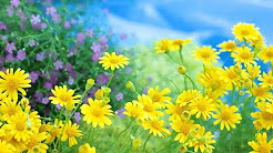 体調が良くなる曲 Youtube